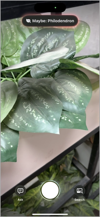 Intelligence visuelle détectant les plantes sur iOS 18.3